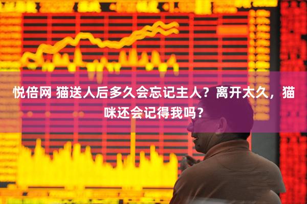 悦倍网 猫送人后多久会忘记主人？离开太久，猫咪还会记得我吗？